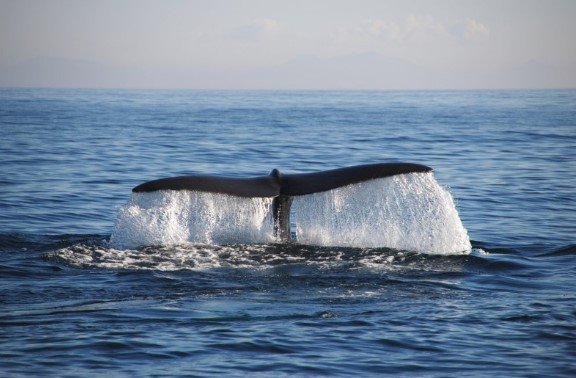 Você pode ver as baleias em Tromsø! Foto- Divulgação