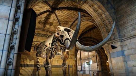 Museu de História Natural de Londres. Foto - Google