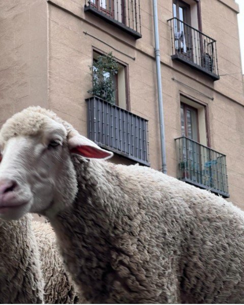 ovelhas em madri