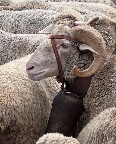 ovelhas em madri